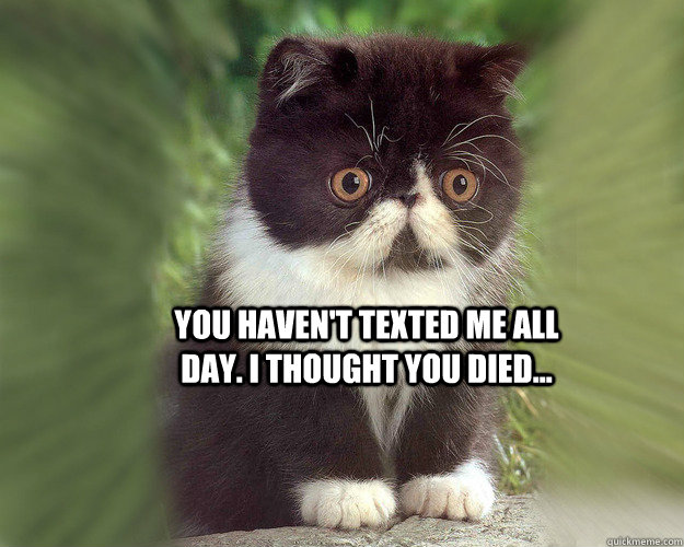 You haven't texted me all day. I thought You died...  - You haven't texted me all day. I thought You died...   Surprised Cat Meme