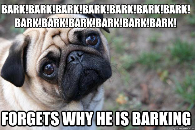 bark!bark!bark!bark!bark!bark!bark!bark!bark!bark!bark!bark!bark! forgets why he is barking  First World Dog problems