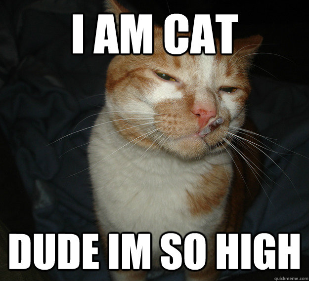 i am cat dude im so high  Good Guy Cat