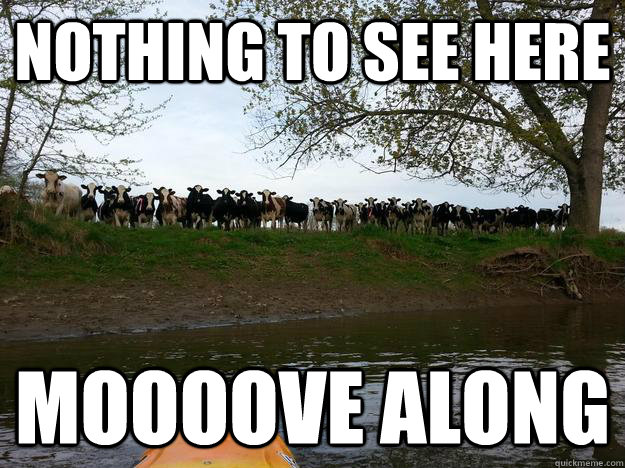 Nothing to see here Moooove along - Nothing to see here Moooove along  Misc