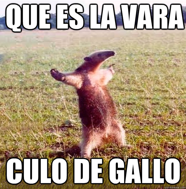 QUE ES LA VARA  CULO DE GALLO - QUE ES LA VARA  CULO DE GALLO  oso hormiguero