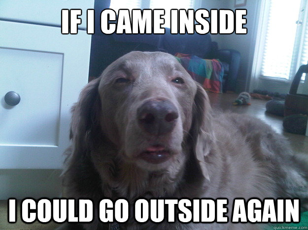 if I came inside I could go outside again - if I came inside I could go outside again  10 Guys Dog