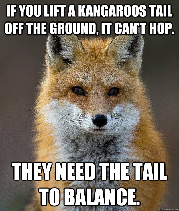 If you lift a kangaroos tail off the ground, it can't hop. they need the tail to balance.  Fun Fact Fox