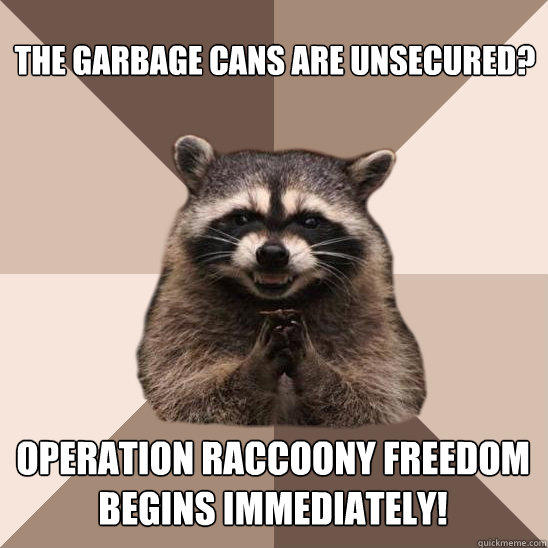 The garbage cans are unsecured? Operation Raccoony Freedom
begins immediately!  Evil Plotting Raccoon