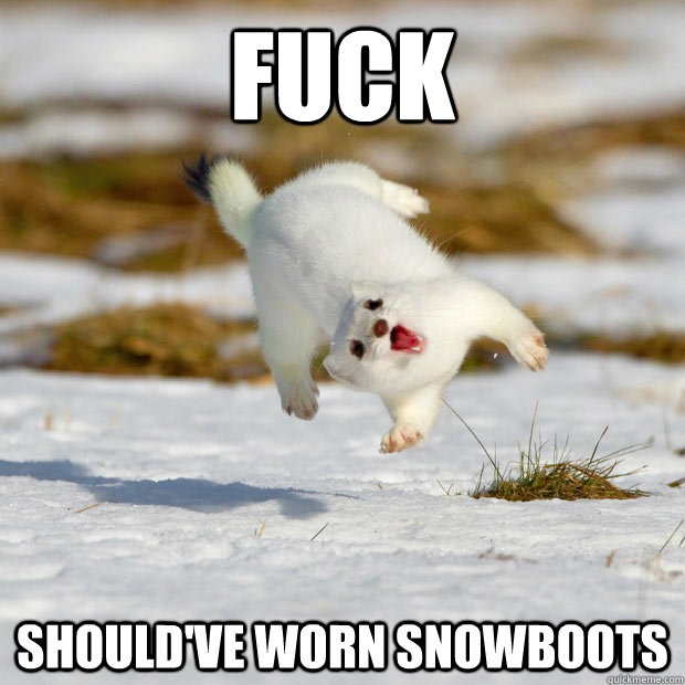 fuck should've worn snowboots  happy ferret