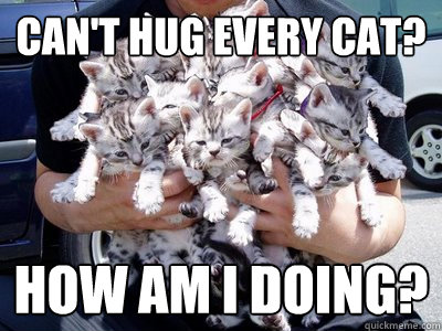 Can't hug every cat? How am I doing? - Can't hug every cat? How am I doing?  So many cats