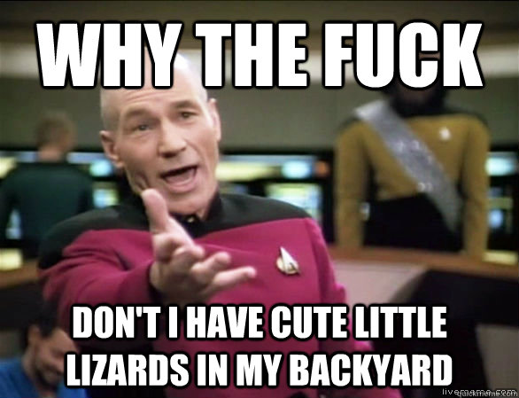 why the fuck Don't i have cute little lizards in my backyard  Annoyed Picard HD
