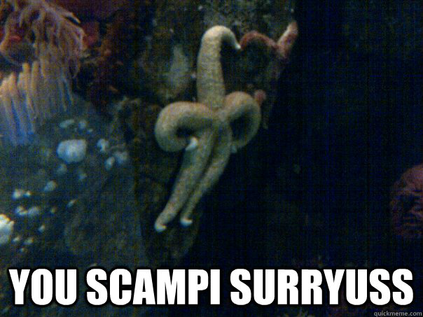  you scampi surryuss    Sassy Starfish