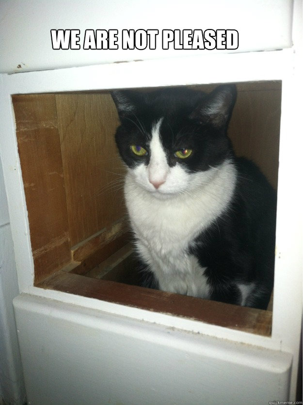 We are not pleased  Unhappy cat