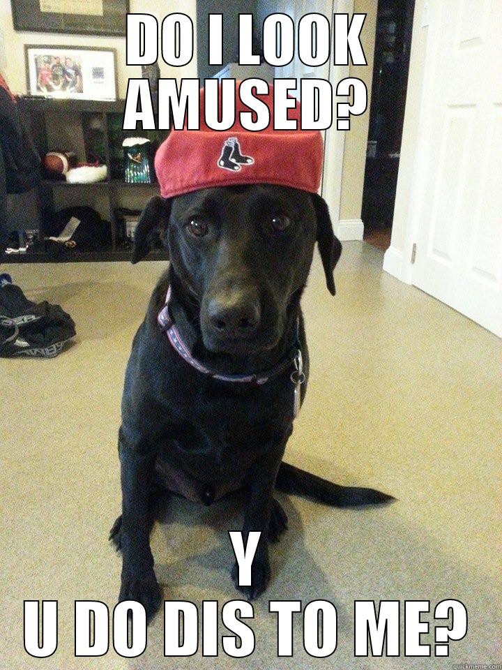 unamused dog - DO I LOOK AMUSED? Y U DO DIS TO ME? Misc