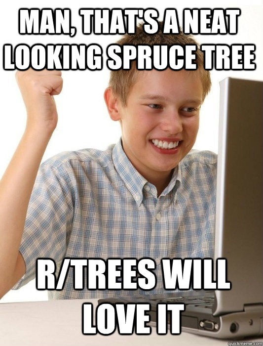 Man, that's a neat looking spruce tree R/TREES WILL LOVE IT  First Day on the Internet Kid
