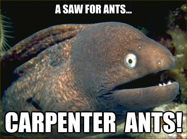 A saw for ants... Carpenter  Ants!  Bad Joke Eel
