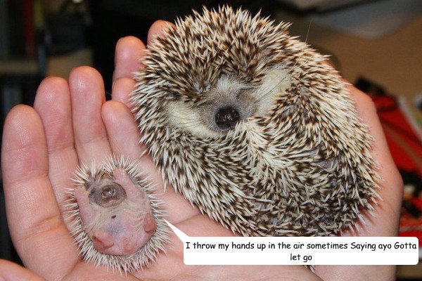 I throw my hands up in the air sometimes Saying ayo Gotta let go - I throw my hands up in the air sometimes Saying ayo Gotta let go  hedgehog taio cruz