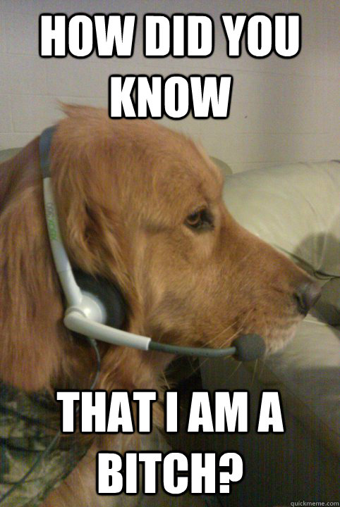How did you know That I am a bitch?   Xbox Live Dog