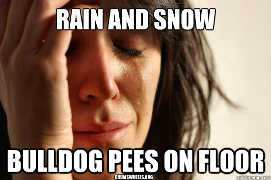 Rain and Snow Bulldog Pees on Floor chumswheels.org  First World Problems