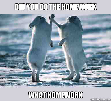 DID YOU DO THE HOMEWORK WHAT HOMEWORK  Bunny Bros