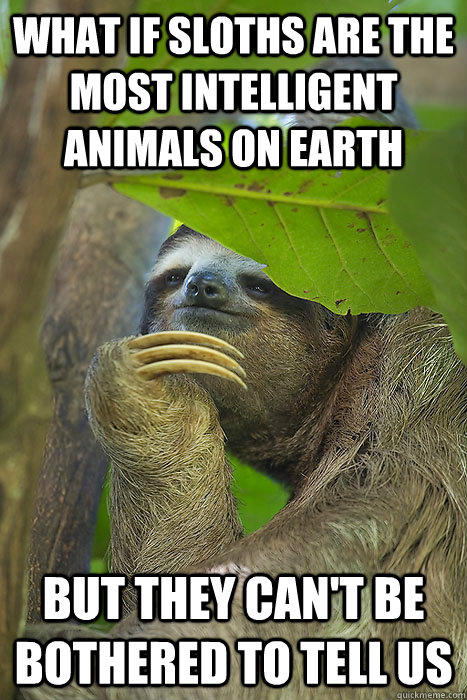 What if sloths are the most intelligent animals on earth but they can't be bothered to tell us  