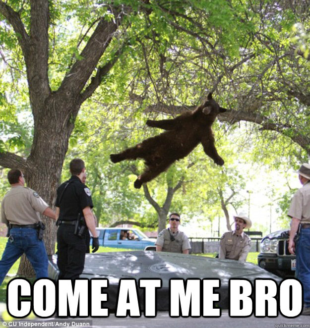  come at me bro  falling bear