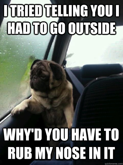 I tried telling you I had to go outside Why'd you have to rub my nose in it  Introspective Pug