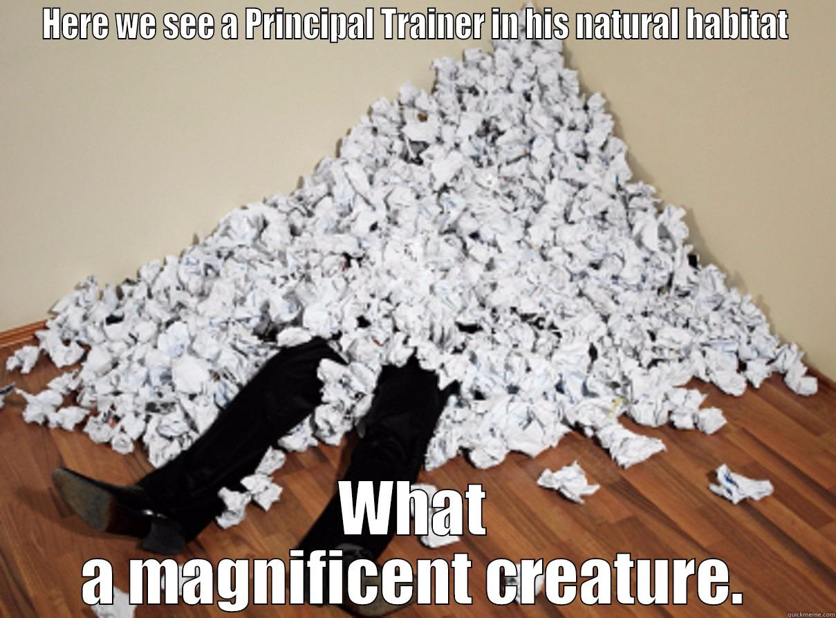 HERE WE SEE A PRINCIPAL TRAINER IN HIS NATURAL HABITAT WHAT A MAGNIFICENT CREATURE. Misc