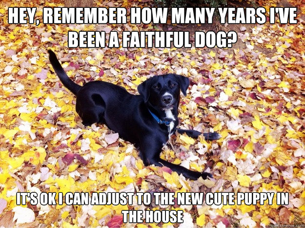 Hey, remember how many years i've been a faithful dog? it's ok i can adjust to the new cute puppy in the house  Guilt Giving Good Dog