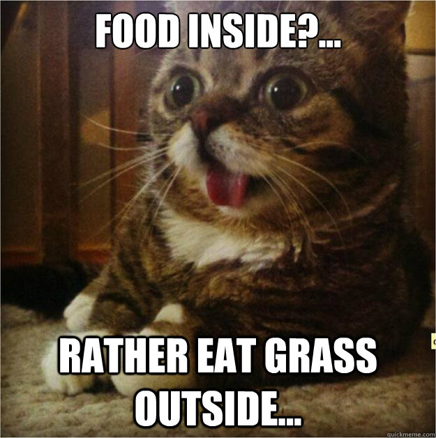 food inside?... Rather eat grass outside...  Derp Cat