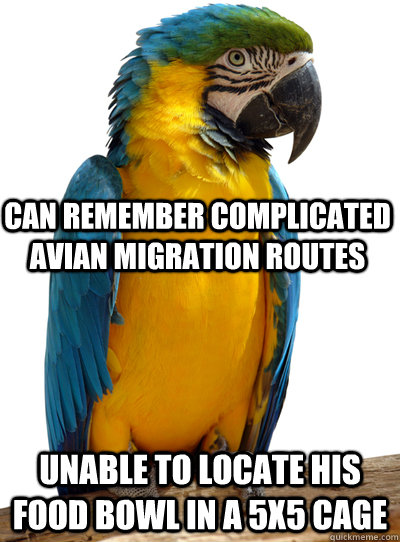  Unable to locate his food bowl in a 5x5 cage Can remember complicated avian migration routes -  Unable to locate his food bowl in a 5x5 cage Can remember complicated avian migration routes  Scumbag Pet Parrot