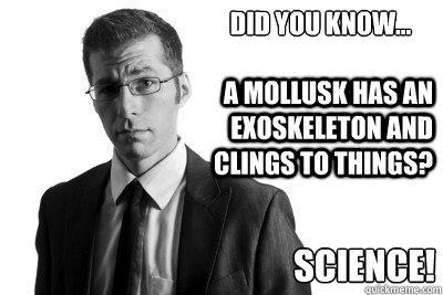 Did you know... A mollusk has an exoskeleton and clings to things? Science!  