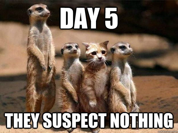 Day 5 they suspect nothing  They suspect Nothing