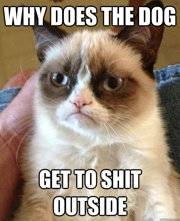 Why does the dog get to shit outside  Grumpy Cat