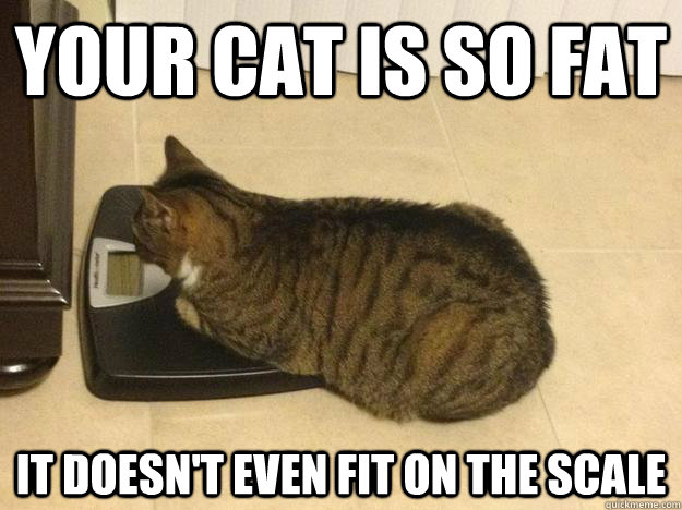 Your cat is so fat it doesn't even fit on the scale - Your cat is so fat it doesn't even fit on the scale  too fat cat