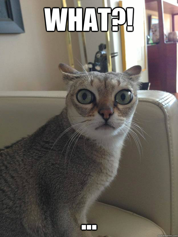 What?! ...  Alarmed cat