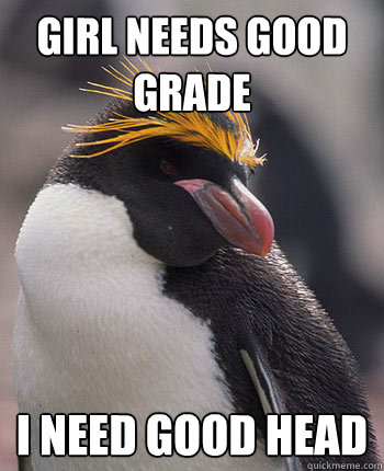 Girl needs good grade i need good head  Socially Overconfident Penguin