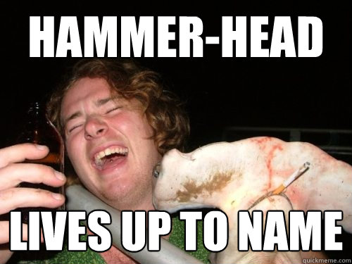 Hammer-head Lives up to name - Hammer-head Lives up to name  Good Guy Shark