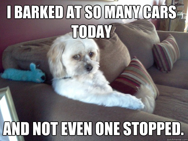 I barked at so many cars today and not even one stopped.  Disappointed Doggy
