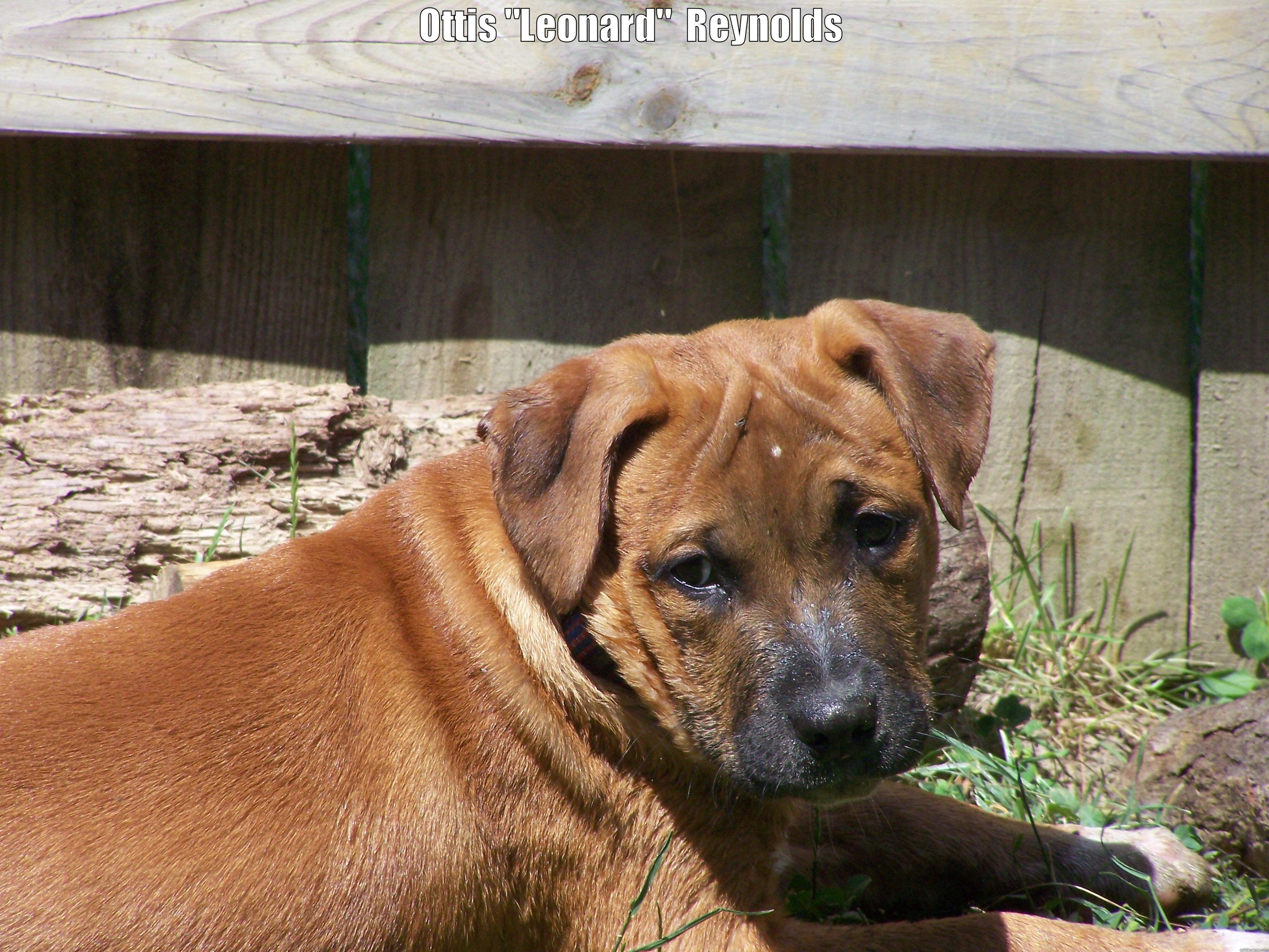 OTTIS 