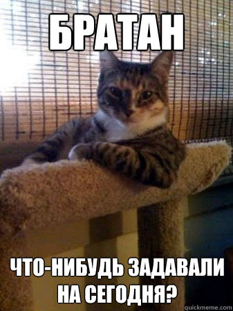 братан что-нибудь задавали на сегодня?  The Most Interesting Cat in the World