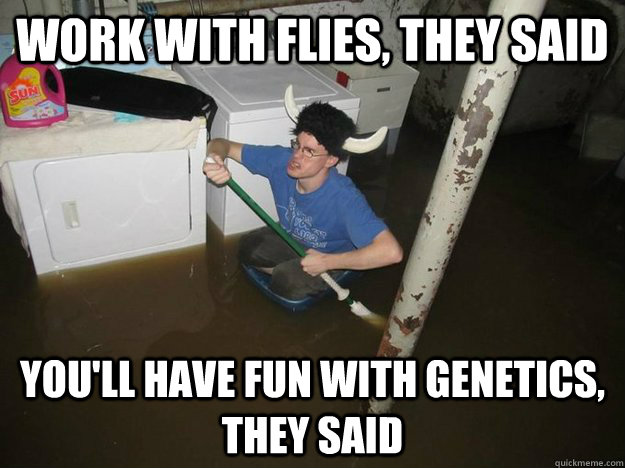 work with flies, they said you'll have fun with genetics, they said  Laundry Room Viking