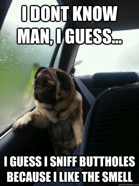 I dont know man, I guess... I guess i sniff buttholes because i like the smell  - I dont know man, I guess... I guess i sniff buttholes because i like the smell   Introspective Pug