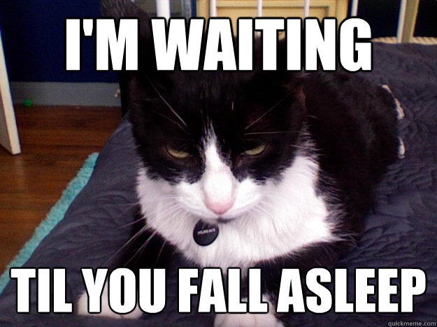 I'm waiting til you fall asleep  Sinister Cat