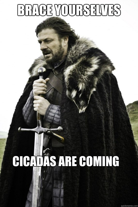 Brace yourselves cicadas are coming  Brace yourself