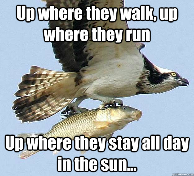 Up where they walk, up where they run Up where they stay all day in the sun... - Up where they walk, up where they run Up where they stay all day in the sun...  Little mermaid fish