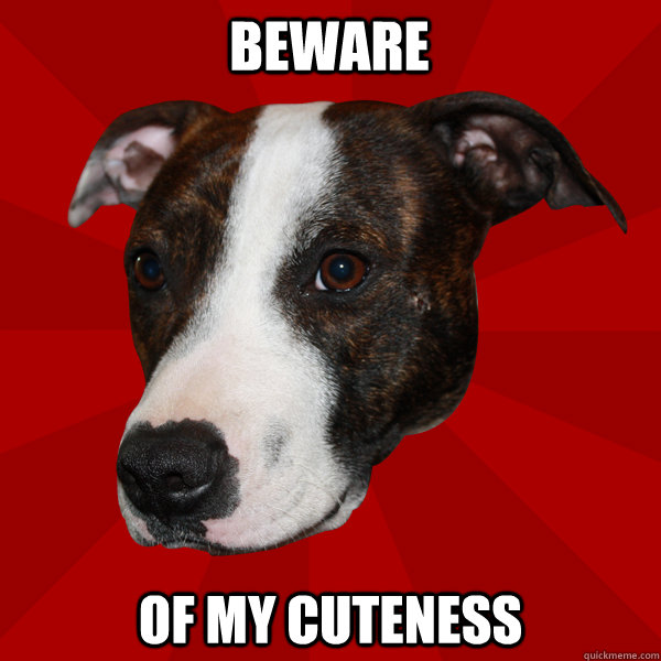 Beware  Of my cuteness  Vicious Pitbull Meme