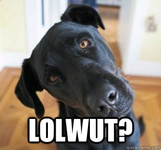  LOLWUT?  Confused Dog
