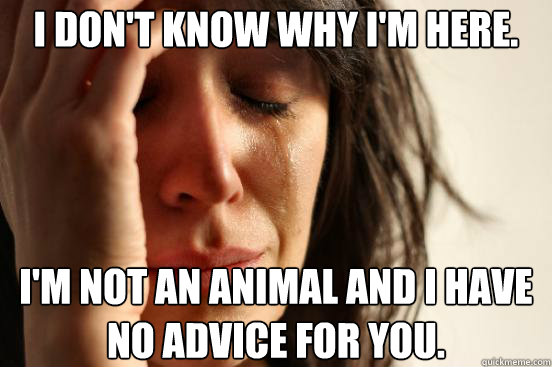I don't know why I'm here. I'm not an animal and I have no advice for you.  First World Problems