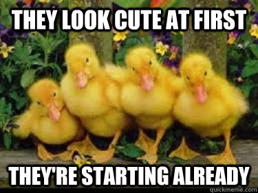 they look cute at first they're starting already  duck look cute