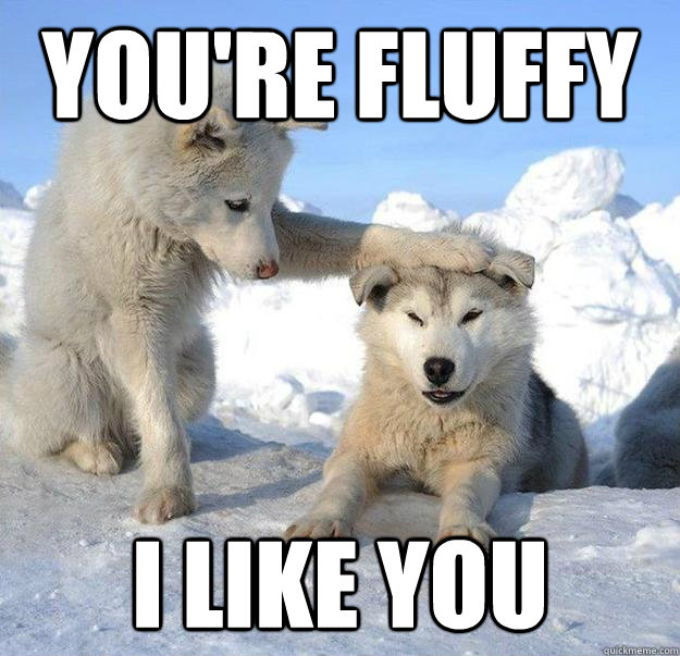 You're fluffy I like you  Caring Husky