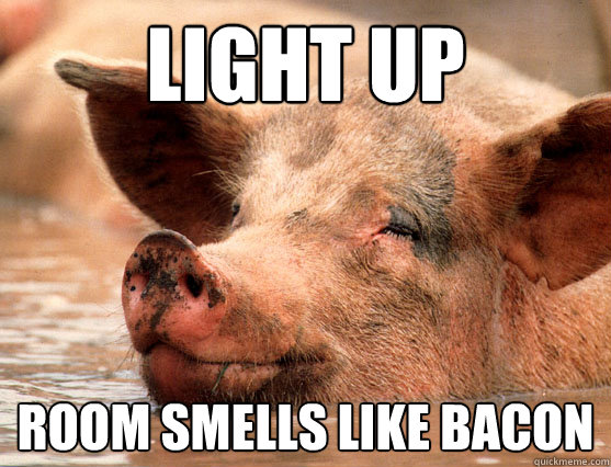 Light up room smells like bacon  Stoner Pig