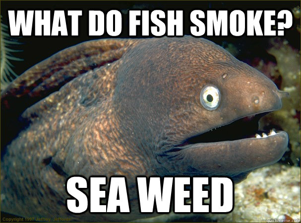 What do fish smoke? Sea Weed - What do fish smoke? Sea Weed  Bad Joke Eel