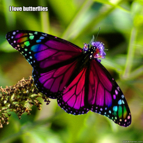 I love butterflies  